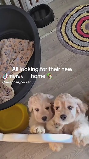 Our adorable American cocker Spaniel puppies #americancockerspaniel #blackcockerspanielpuppy #PuppyLove #cockerspaniellove #cockerspanielpuppies