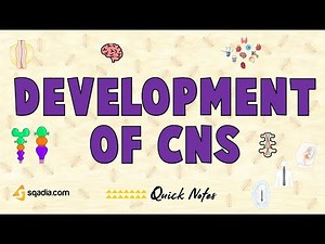 Development of CNS | Neurulation
