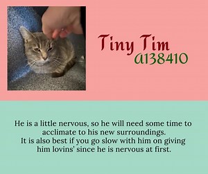 14 reactions | Available for Adoption!!! Tiny Tim A138410 1 yr Male DSH Silver Tabby | Rowan County Animal Shelter | Facebook