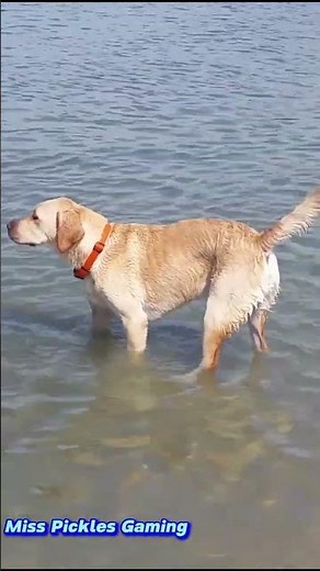 A Day in the Life of a Classic Yellow Lab