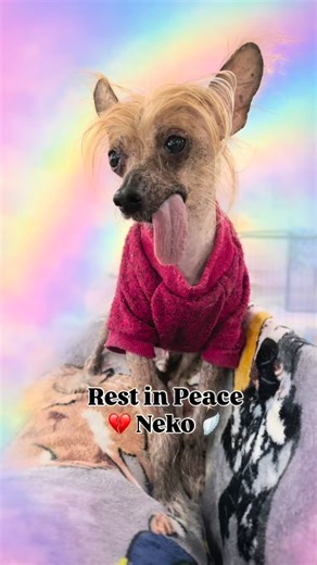 White Whiskers WNY Senior Dogs | It’s with deep sadness 😞 that we share the 🌈 passing of Neko 🐶💔. Recently dealing with some medical issues, his ultrasound showed he had... | Instagram