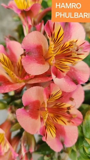 How to Care for Alstroemeria | Long-Lasting Blooms from Spring to Fall! Want your Alstroemeria (Peruvian Lily) to bloom beautifully from late spring to early fall? Here's how to care for this stunning perennial plant! From sunlight and watering to fertilizers and deadheading—follow these simple tips to enjoy vibrant flowers for months. #HamroPhulbari #Alstroemeria #PeruvianLily #FlowerCare #GardenTips #BloomingSeason #PerennialPlants #SpringToFallFlowers #GardeningReels #NepalGardening #FlowerLo