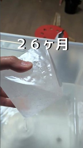 【ミョウバン結晶育成記録】26ヵ月目 #理科 #自由研究 #ミョウバンの結晶 #科学 #実験