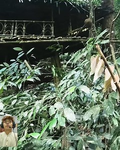 136K views · 3.2K reactions | Build a safe overhead bushcraft house | Shelter Master | Facebook