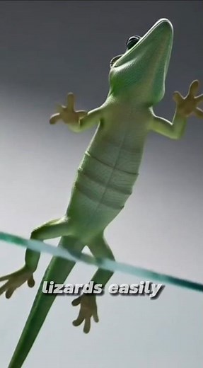 How Lizards Actually Walk On walls 🦎🧲 #sciencefacts