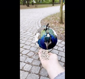 Feeding a Hungry Peacock
