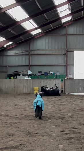 This weather makes the ponies a little bit crazy 🤪 Because of the frosty temperatures, their fields are dangerously to stay on so they have a bit more energy than usually 😂 #ssqueenie #nbslani #wildbeast #ponies #minipony #crazy #horse #horses #wild #free #friends #animals #cuteanimals #cute #viral #viralreels #reels #reel #reelsinstagram #frosty