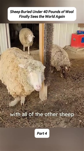 Sheep Rescued from 40 Pounds of Wool