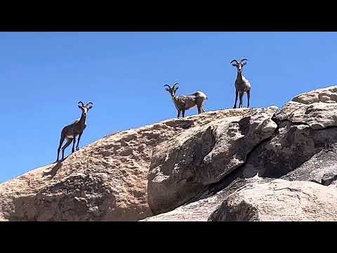 Jaw-Dropping Moments: Big Horn Sheep in Joshua Tree National Park