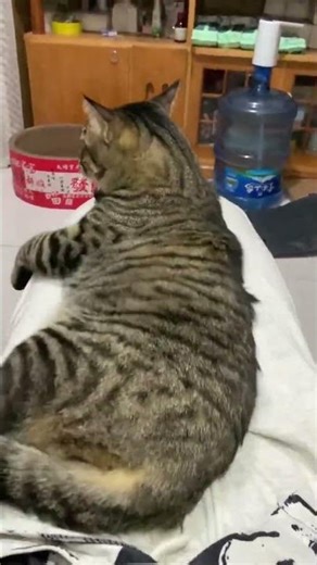 Python's Inner Monologue: The Journey Begins Now