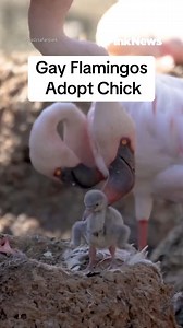 Two male flamingos have adopted a chick after successfully hatching an egg together at San Diego Zoo Safari Park in California. | PinkNews