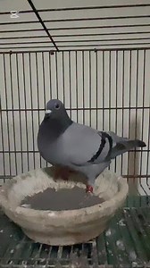 Pinag pares ko ulit un magulang ng brown na umabot ng 4 lap spring race 2025. | Kalapatz Rod Tolentino