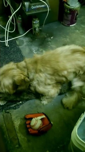 Dog mating with cat // Poor cat doesn't like it