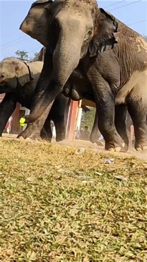 Human Elephant Conflict #shorts #youtubeshorts #short #wildlife #elephant