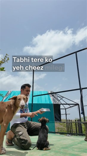 146 reactions | Teach your dog impulse control, you can do that in many ways, the rule is to reward calmness over excitement. | Oh My Dog | Facebook