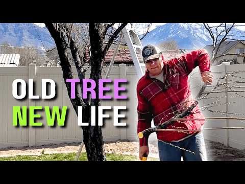 How to Prune an Old Plum Tree, Fixing an Overgrown Fruit Tree