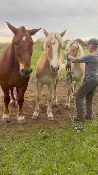 The Horses are Headed In for the Night!