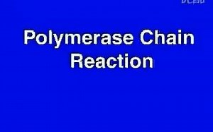 PCR原理动画