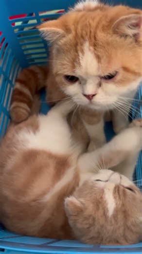 Two Cat inside a basket ! #cat #funny #cute #kitten #cutecat #kucinganggoralucudanimut #kucinglucu