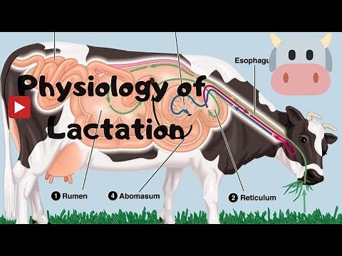 How milk Is Produced in Cow? Dairy Physiology. Mamogenesis by Nepaliagriboy