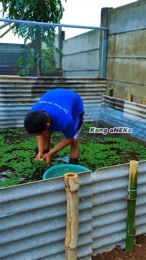 Production d'azolla #agriculture #cotedivoire #benin #RDC #senegal #entrepreneurlife #Entrepreneur #cameroun #Afrique #motivation | Benin Fruits & Fleurs