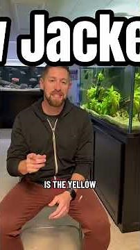 Our Top 5 Most Beautiful Cichlids We Own