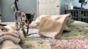 Sebastian makes the leap from the scratcher to the bed, like a big boy! Once at regular speed, once in slow motion. | Love & Hisses