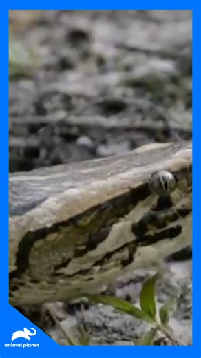 Un grupo de cazadores se adentra en los everglades con un propósito claro: proteger la fauna local y eliminar la amenaza de las pitones invasoras. ¡Una misión crucial para la naturaleza! Disfruta el contenido de Discovery en MAX. Suscríbete ahora: | Animal Planet Latinoamérica