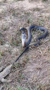 Exo Wildlife on Reels