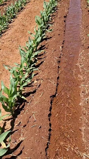 Life #mexico #maiz #farming #agro | Suries