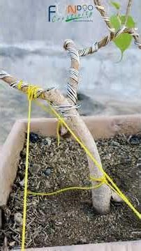 pipal bonsai#fundoocreativity #ficusbonsai #plantlover #gardeningadvice #ytshorts