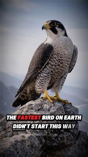 🦅 The Evolution of Falcon: 150 Million Years Ago!