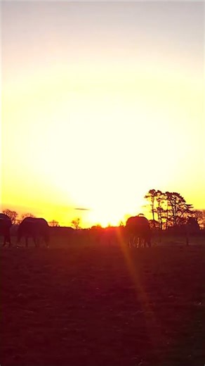 Sunrise Stillness with Friesian Horses | ASMR Birds & Gentle Snoring