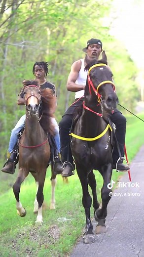 Trail Riding Adventures with Horses in the Country