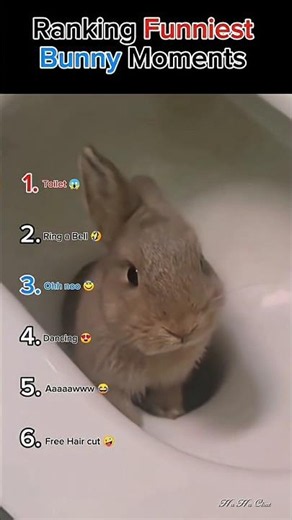 Ranking The FUNNIEST Bunny Moments Ever! 🐰😂 (Try Not To Laugh)