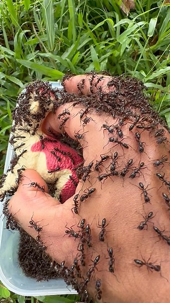 Rescue Mission: Alpaca 🦙Vs🐜 Bullet Ants