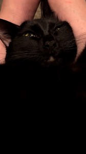 727K views · 10K reactions | We are in service to cats 﫡 | Furry Tails | Facebook