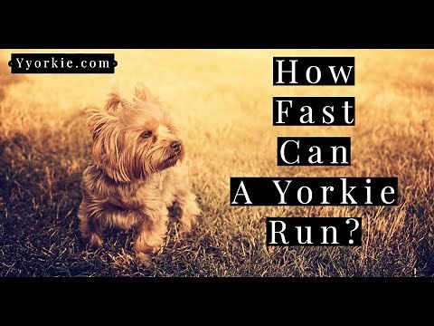 How Fast Can A Yorkie Run? (What Do You Expect With Those Tiny Legs!)