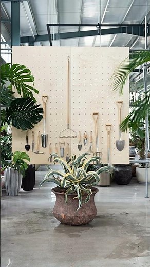 From Start to Finish: Creating a Giant Variegated Agave in a Beautiful Pot #shorts #viral #foryou