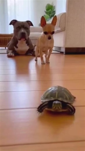 Funny Dogs vs. Turtles Moments