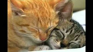 A CRY IN THE FOREST Lyrics - DAN FOGELBERG | eLyrics.net