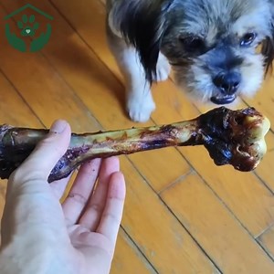 This is the most tragic stray dog I've rescued driven away by people daily and surviving on garbage | I Kiligers