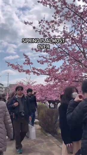 Spring is Almost Over in Kyoto. 🇯🇵🌸✨