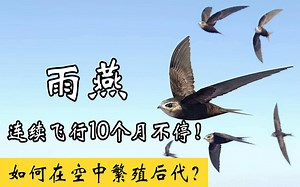 雨燕一生边飞边睡，连续飞行10个月不停！如何在空中繁殖后代？