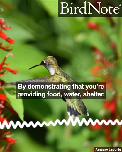 10K views · 1.1K reactions | Birds have lost many habitats they’ve called home for millions of years, but people can help create bird habitats wherever they live. It all begins with native plants. If you have a yard, or even just a few outdoor plant pots, you can offer native plants to birds, butterflies, and other wildlife. Below, find online tools that show you native plant species ideal for your location. Ruby-Throated Hummingbird © Amaury Laporte | BirdNote | Facebook