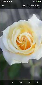 white roses wallpaper