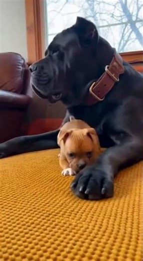Small Dog Playing with Big Dog | Pure Happiness 🐾