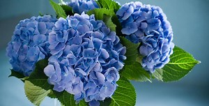 This $3 Pantry Staple Can Keep Your Cut Hydrangeas Fresh For Weeks