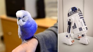 This bird's R2-D2 impression is so spot on, you'll swear it's a droid