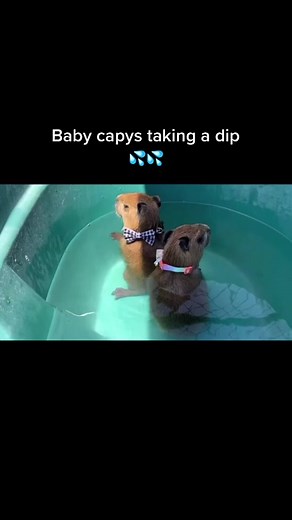 They very dripy🫡🫡#fyp #capybara